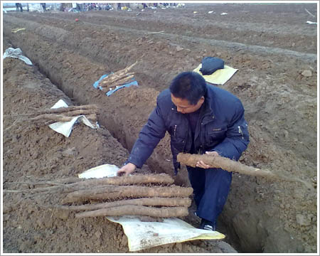 白山药 白山药