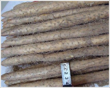 散装山药 散装山药